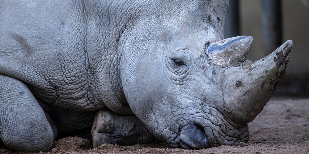 Nashornbulle Kimba liegt auf der Außenanlage des Schweriner Zoos. Nach fünf Jahren in Schwerin zieht das Tier demnächst nach Zürich um.