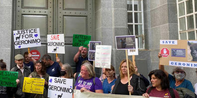 Demonstranten protestieren vor dem Umweltministerium gegen die angeordnete Einschläferung von Alpaka Geronimo. Mit einem Protestmarsch in London wollten Unterstützer für die Rettung des mutmaßlich an Rindertuberkulose erkrankten Alpakas Geronimo d...