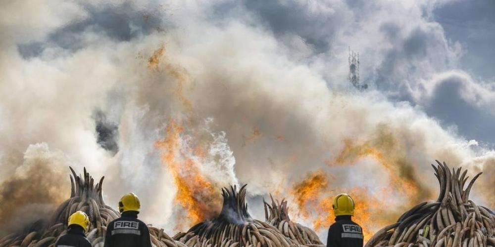 Verbrennung von beschlagnahmtem Elfenbein in Kenia. Obwohl niemand Elfenbein braucht ausser Elefanten, boomt der illegale Handel weiter. Es ist einer der Hauptgründe für das Verschwinden Zehntausender Elefanten jedes Jahr. Dabei sind Elefanten exz...