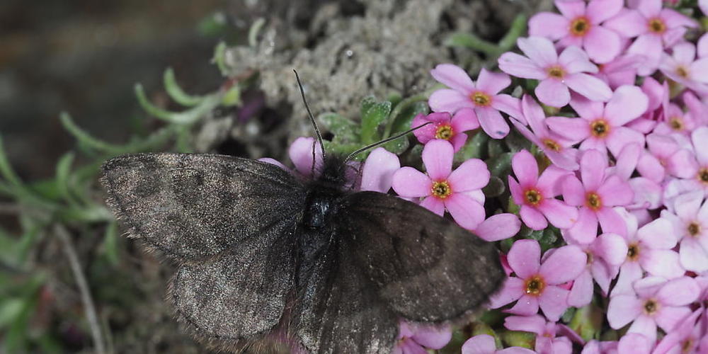 Schmetterlingsforscher befürchteten, dass die Art "Wehrlis Gletscherspanner" in Südtirol verschwunden ist. Nun wurden sie aber fündig. (Pressebild)