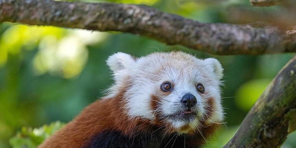 Der neue Rote Panda, Siddhi, erkundet im Zoo Zürich zum ersten Mal sein neues Zuhause. Er soll dort für Nachwuchs sorgen.
