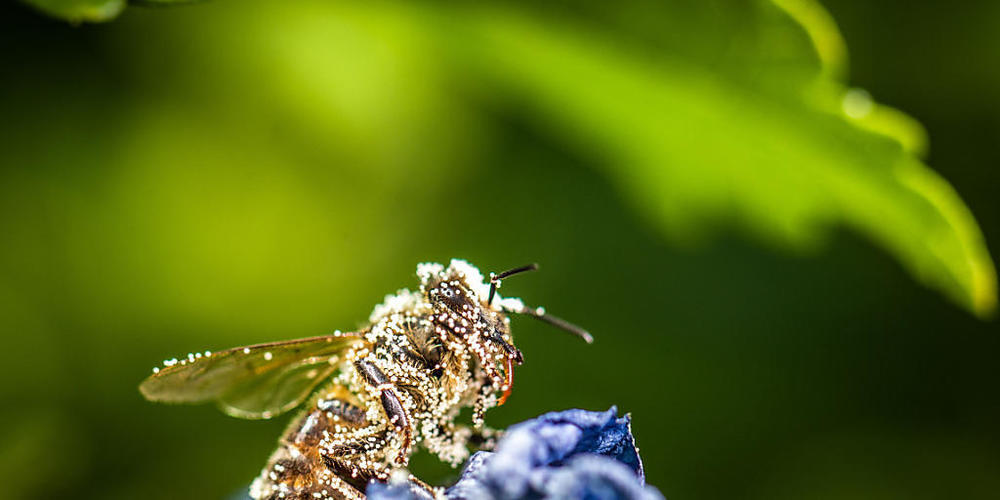Pollen-bedeckte Biene. (Symbolbild)
