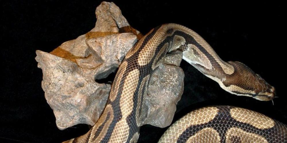 Die beim Genfer Zoll aufgespürten Boas gehören zu den geschützten Arten. (Archivbild).