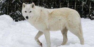 Ein Polarwolf im Zoo de Servion VD: Der Polarwolf verdankt seine weisse Fellfarbe einer Genvariante, die er von einem längst ausgestorbenen Verwandten geerbt hat. (Archivbild)