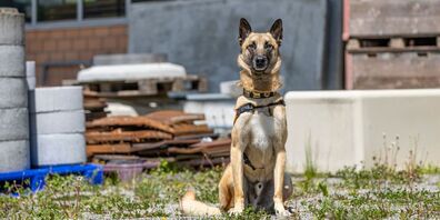 Jango vom Grafenfels