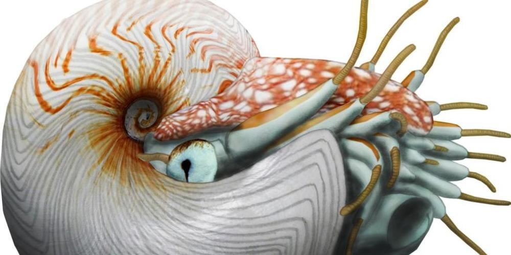 Künstlerische Darstellung des Perlboots, das vor rund 100 Millionen Jahre in der Kreidezeit durch die Meere schwamm.