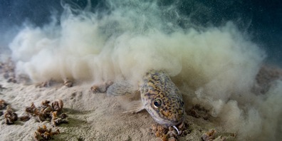 Eine Trüsche in 30 Metern Tiefe wirbelt Sediment auf, um sich darin zu verstecken. 