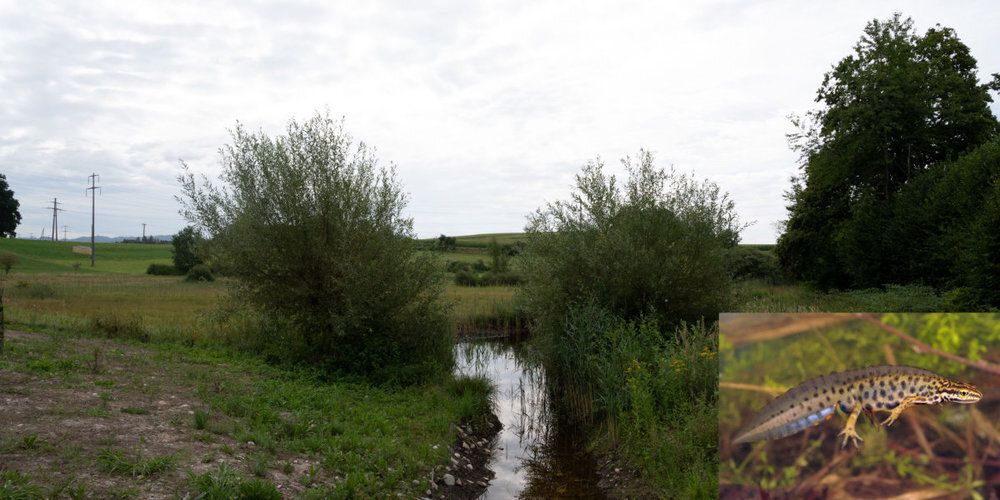Beim Rundweg geht's auch zum Seewadel, wo verschiedene Amphibien leben.