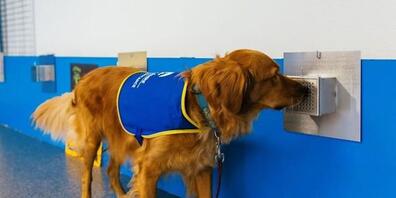 Spürhund Pokaa beim Corona-Geruchstest (Bild dpa)