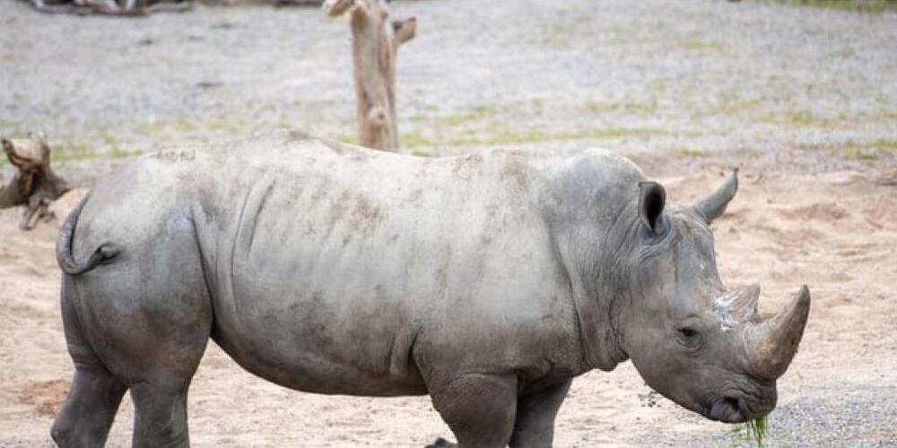 Nashornbulle Kimba erkundet sein neues Zuhause im Zoo Zürich.