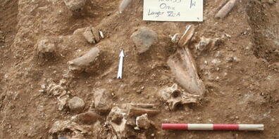 Gebeine und Gegenstände an der Grabungsstätte Nesher Ramla im zentralen Israel. Dort wurde ein bisher unbekannter Menschentypus entdeckt, der gleichzeitig lebte wie der Homo sapiens und Ähnlichkeiten mit dem Neandertaler aufwies.