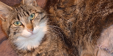 Kater Legolas, den die Bleikugel zum Glück «nur» am Oberschenkel getroffen hat.