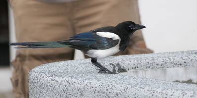 Die zutrauliche Elster in Rheineck begleitete jüngst die Stadtführung für  die Neuzuzüger