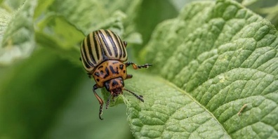 Wird der Kartoffelkäfer (Leptinotarsa decemlineata) bald durch RNA-Sprays gezielt bekämpft?