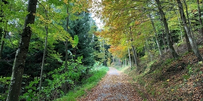 Der St.Galler Wald leidet ... 