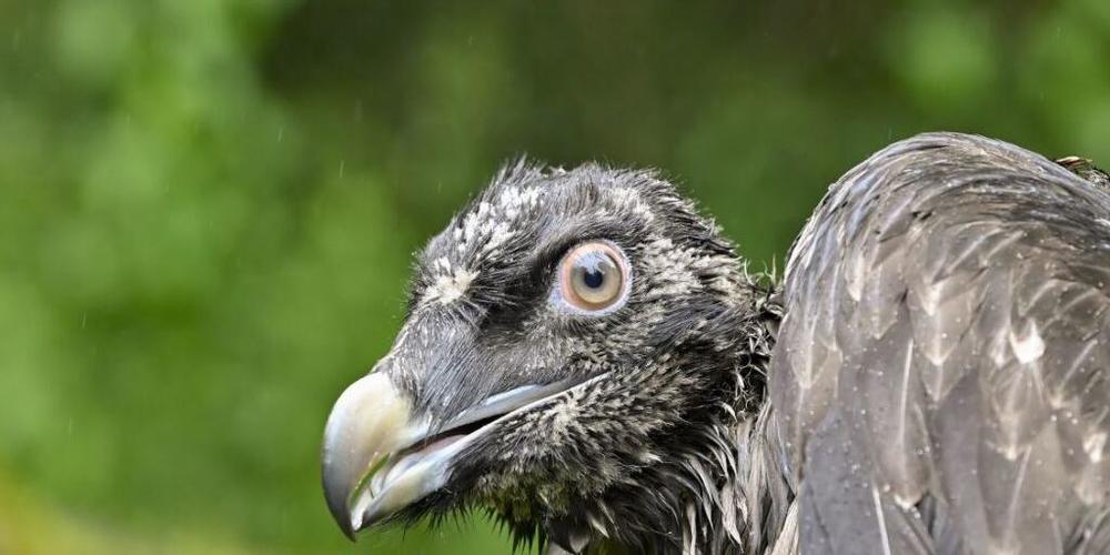 Einer der beiden jungen Bartgeier wartet im Tierpark Goldau auf seine Auswilderung.