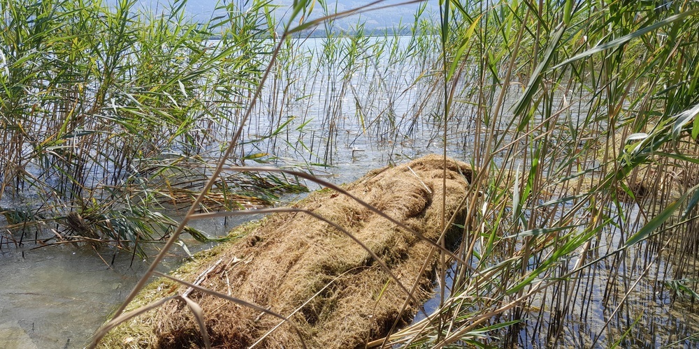 Das Seegras welches sich in den Uferzonen verfängt, bedroht den Rückzugsort für Fische, Amphibien und Vögel.