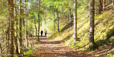 Der rund 4,5 Kilometer lange Heilkräuterpfad führt durch die nähere Umgebung von Degersheim und macht die Vielfalt einheimischer Heilpflanzen erlebbar. (Symbolbild)