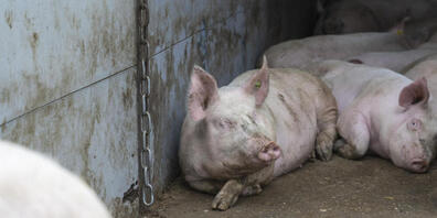 Das Bundesgericht weist die Beschwerde ab: Ein Schweinezüchter in Leuggern AG muss Geruchsemissionen eindämmen. Testpersonen sollen vor Ort eine Geruchsprüfung machen, um den Erfolg der Massnahmen zu kontrollieren. (Symbolbild)