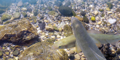 Für die Fische in Aargauer Gewässern, zum Beispiel die Äsche, bedeuten die hohen Wassertemperaturen und die niedrigen Temperaturen einen grossen Stress. (Archivbild)