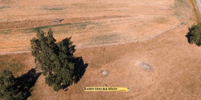 Eine verdorrte Wiese in Hinteregg ZH. Greenpeace hat dort mit einer Banner-Aktion auf die anhaltende Trockenheit aufmerksam gemacht.