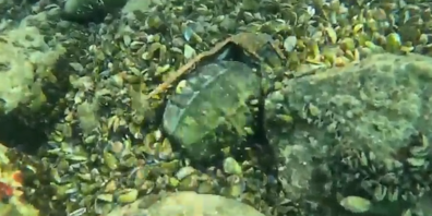 Die Handgranate wurde in der Limmat gefunden.
