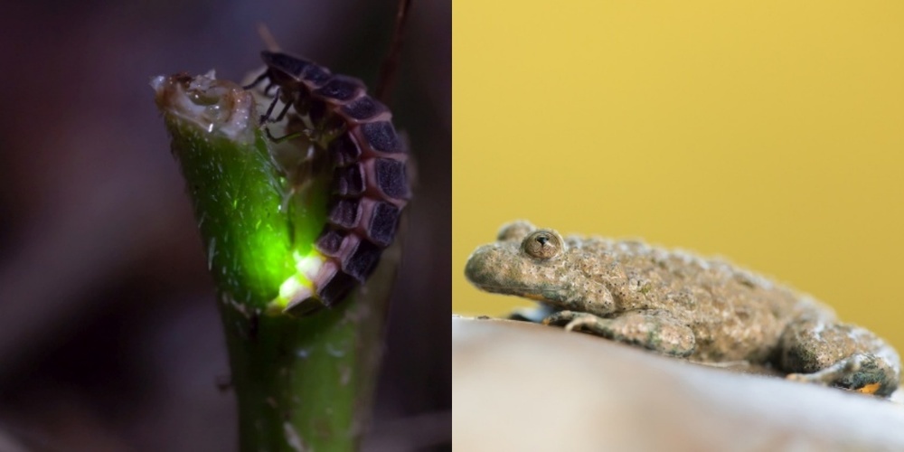 Während wir Menschen uns dem wohlverdienten Erholungsschlaf hingeben, tummeln sich draussen allerlei Tiere und Tierchen.