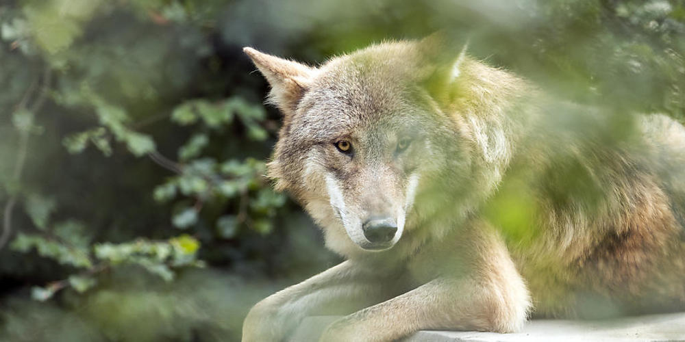 Der Wolfsschutz wird nun auf Verordnungsebene gelockert. (Archivbild)