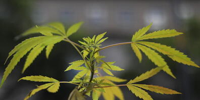 Der Bund will in den nächsten Jahren mit Pilotprojekten den "richtigen" Weg für den Konsum von Cannabis in der Schweiz finden. (Symbolbild)