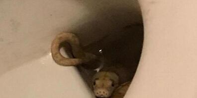 HANDOUT - Eine Albino-Netzpython schwimmt im Wasser einer Toilette. Beim morgendlichen Toilettengang ist ein Österreicher von einer Schlange gebissen worden. Foto: Unbekannt/LPD STMK/APA/dpa Foto: Unbekannt/LPD STMK/APA/dpa - ACHTUNG: Nur zur reda...