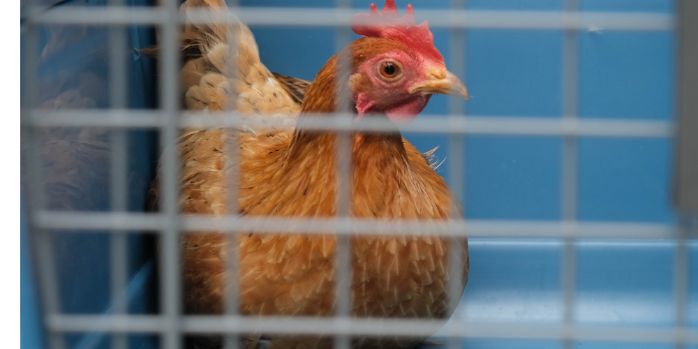 Das Huhn konnte eingefangen werden.