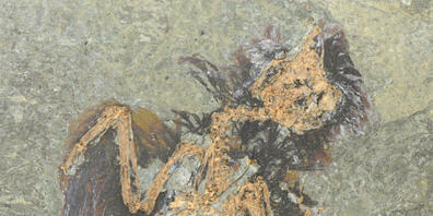 In der Grube Messel stiessen Forschende auf ein aussergewöhnlich gut erhaltenes Fossil einer bisher unbekannten Vogelart. (Pressebild)