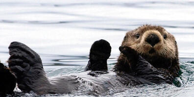 Seeotter fühlen sich in kalten Gewässern wohl. (Archivbild)