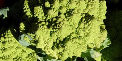 Über seinen Geschmack lässt sich streiten, aber vom Aussehen her ist Romanesco eines der schönsten Gemüse, die es gibt. Schuld daran ist ein Genfehler, wie jetzt Forscher herausgefunden haben. Die Pyramiden entstehen im nicht enden wollenden, erfo...
