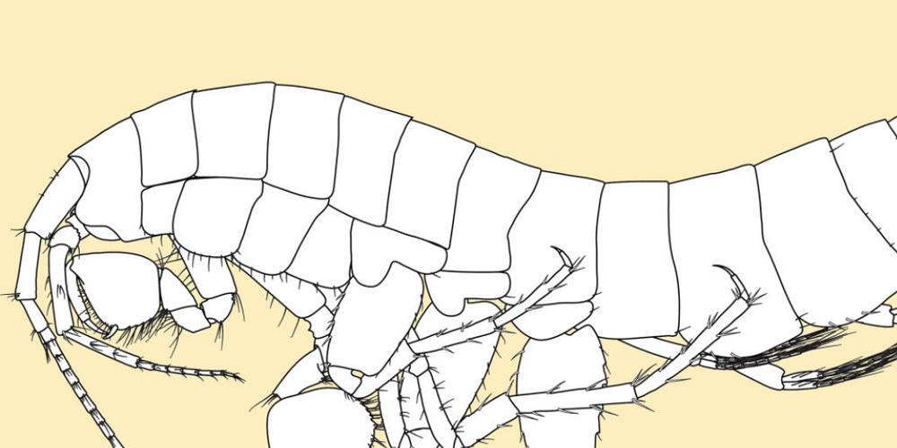 Die Flohkrebsart mit dem wissenschaftlichen Namen Niphargus aroalensis wurde in Schweizer Grundwasserproben neu entdeckt. (Pressebild)