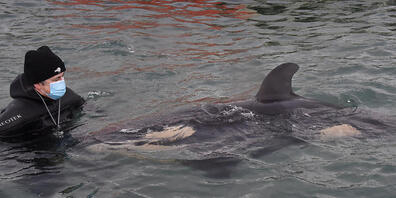 Volunteers help care for a baby orca who has lost its family in Wellington, New Zealand, Tuesday, July 13, 2021. (AAP Image/Ben McKay) NO ARCHIVING