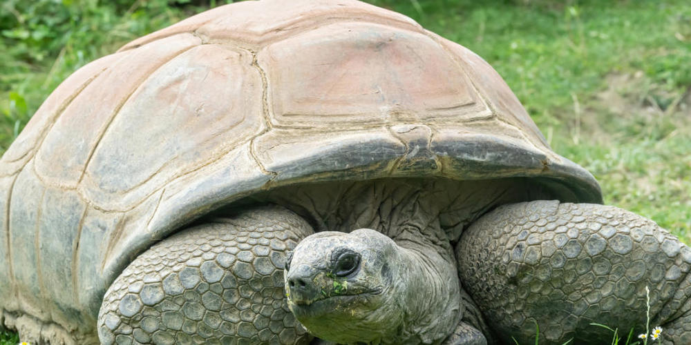 Schurli lebte seit 1953 im Tiergarten Schönbrunn in Wien. Foto: Daniel Zupanc/TIERGARTEN SCHÖNBRUNN/dpa - ACHTUNG: Nur zur redaktionellen Verwendung im Zusammenhang mit einer Berichterstattung über die Schildkröte und nur mit vollständiger Nennung...