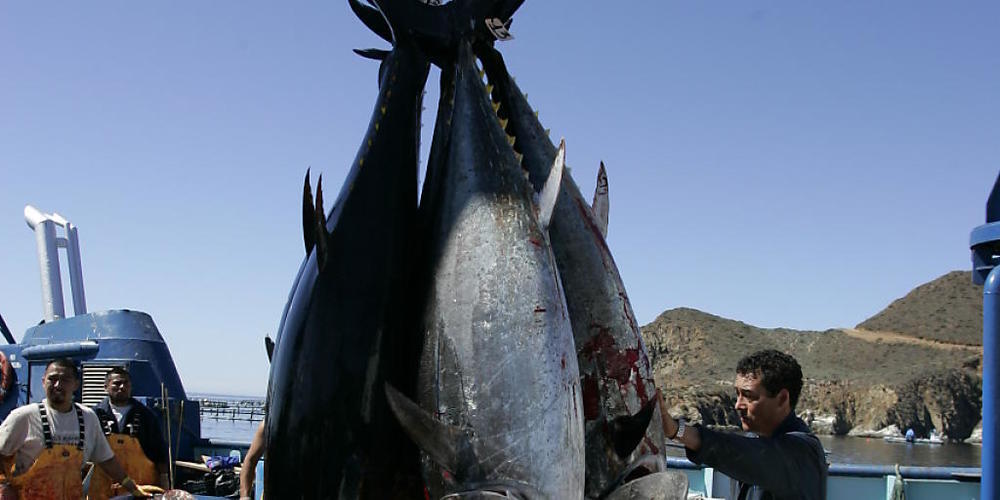 Der Fischbestand nimmt ab. Die Weltmeere sind überfischt, was unter anderem auf staatliche Subventionen für die Fischerei zurückzuführen ist. Diese schädlichen Subventionen sollen aber bald Geschichte sein. Im Bild Thunfisch, gefangen von mexikani...