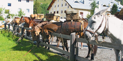 Am Wochenende findet die Säumerwanderung statt. 