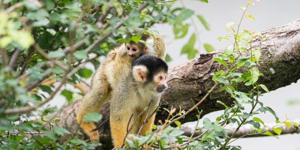 Neun Totenkopfäffchen sind in den vergangenen Wochen im Zoo Basel zur Welt gekommen.