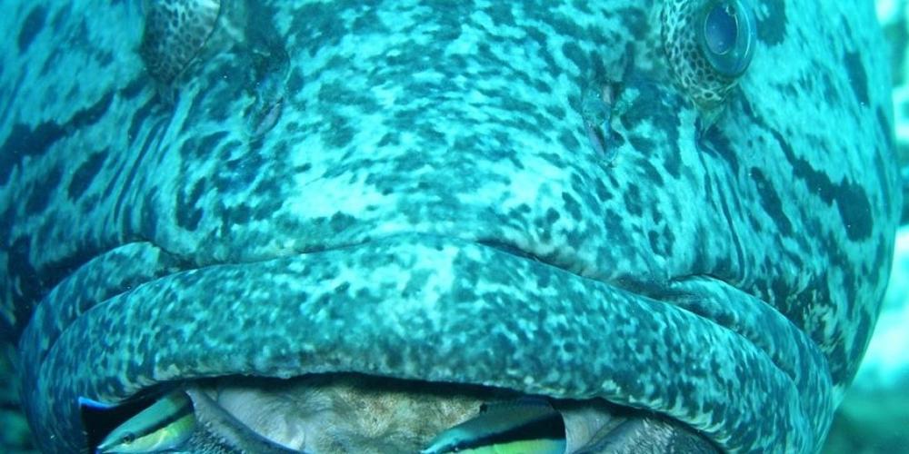 Weibliche und männliche Putzerfische haben unterschiedliche kognitive Fähigkeiten, wie zwei Neuenburger Forschende beobachtet haben. (Pressebild)