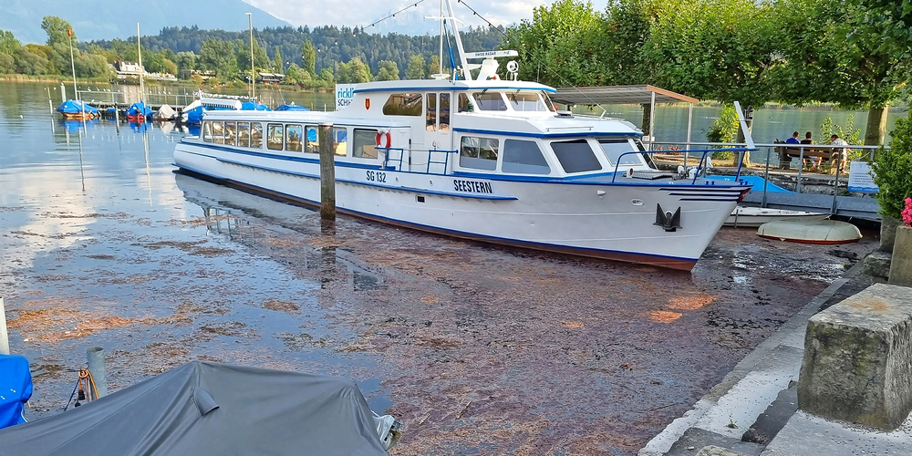 Im Sommer 2021 breiteten sich toxische Blaualgen am ganzen Schmerkner Seeufer entlang aus. (Archivbild)