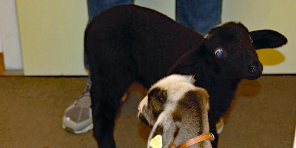 Springen jetzt auf einem Bauernhof umher: Diese beiden Lämmer sind zuvor von einer Wohnungsmieterin in einem kleinen Badezimmer gehalten worden.