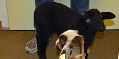 Springen jetzt auf einem Bauernhof umher: Diese beiden Lämmer sind zuvor von einer Wohnungsmieterin in einem kleinen Badezimmer gehalten worden.