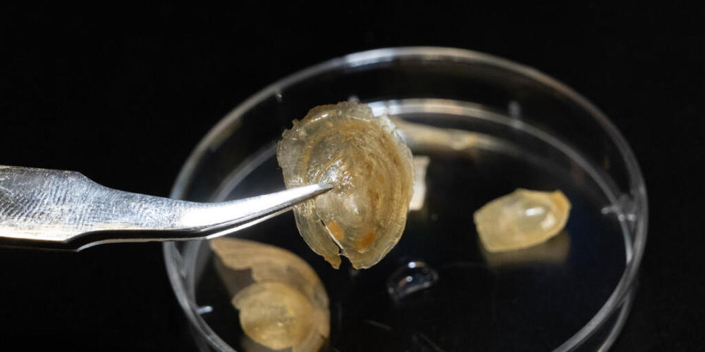 Die Schale des Armfüssers ist eine Verwandlungskünstlerin: Von Wasser umspült verändert sie sich von hart und spröde in weich und biegsam. (Pressebild)