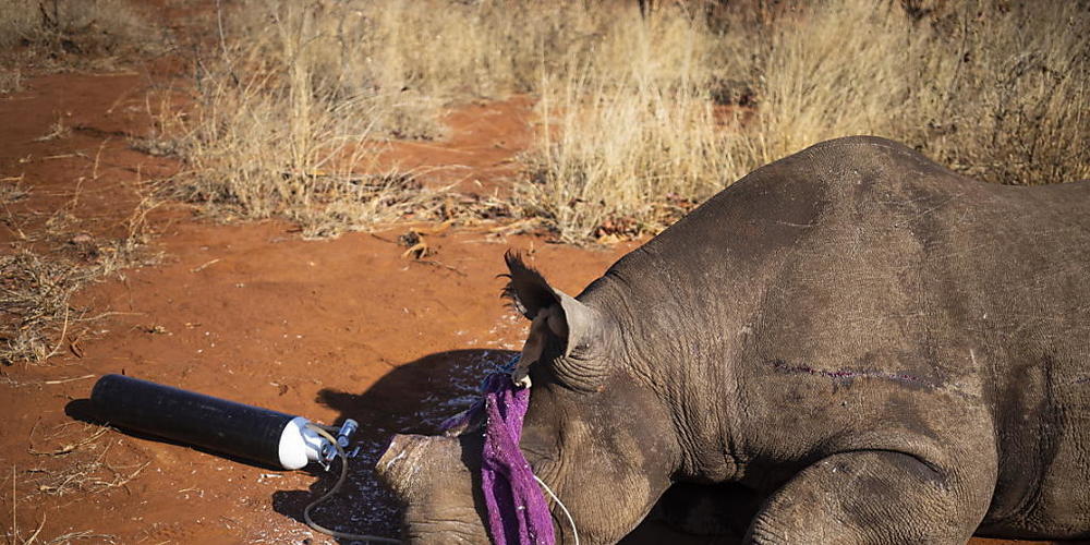 Nashörner sollen mit Hilfe radioaktiver Substanzen, die in das Horn gespritzt werden, besser vor Wilderern geschützt werden. Dank der Substanzen können die Hörner leichter entdeckt werden. (Archivbild)