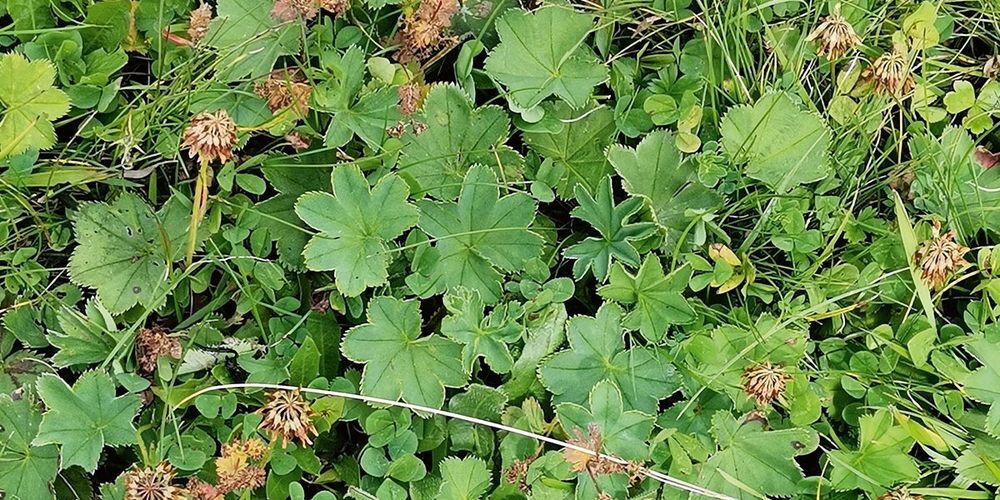 «Frauämäntäli» unterhalb der Schesaplana Hütte in Seewis. 