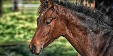 Leider ist ein Pferd, das sich im Untergehölz verfangen hatte, bei der Rettungsaktion verstorben