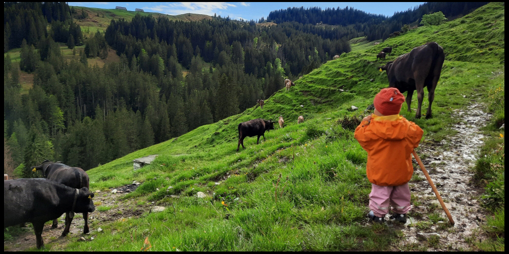 Wegen des nassen und kalten Wetters sind einige mit dem Vieh bereits nach Hause gezogen. 