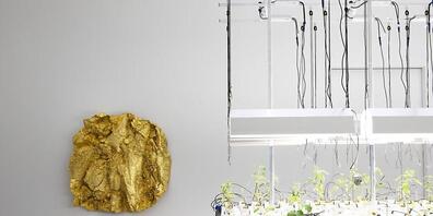 Gewächstische, auf denen Gemüse ohne Erde wächst, von Mirko Baselgia sind in der Ausstellung "LandLiebe. Kunst und Landwirtschaft" im Bündner Kunstmuseums zu sehen. Im Hintergrund hängt ein vergoldeter Abguss eines Ackers von Asta Gröting.